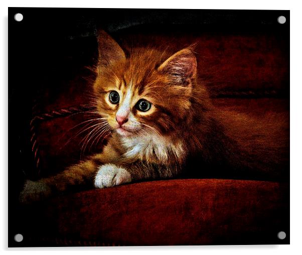  Sittin' kitten Acrylic by Alan Mattison