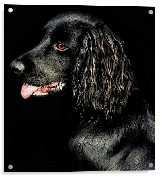  Cocker Spaniel study Acrylic by Alan Mattison