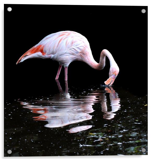 Pretty flamingo Acrylic by Alan Mattison