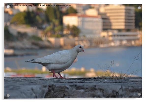 Croatian Dove Acrylic by cairis hickey
