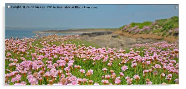 Seapinks wexford ireland Acrylic by cairis hickey