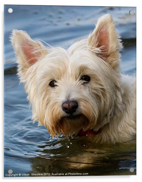 Wet Westie Acrylic by Urban Shooters PistolasUrbanas!