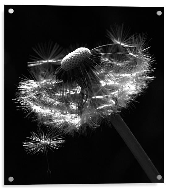 Dandelion Seed Head Acrylic by Alison Streets