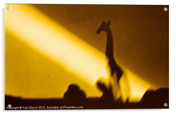 Safari Shadow Acrylic by Paul Boyce