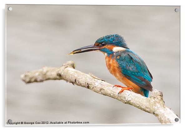 Kingfisher (Alcedo atthis), male with a captured f Acrylic by George Cox