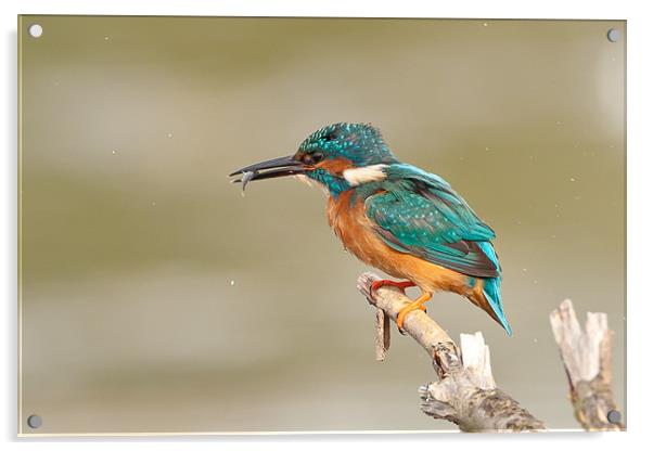 Kingfisher Acrylic by George Cox