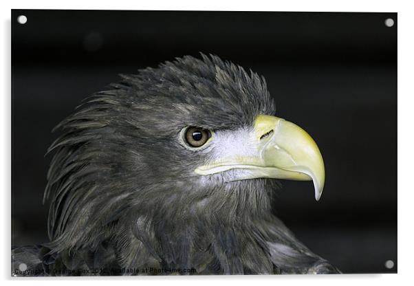 White Tailed Eagle Head Acrylic by George Cox