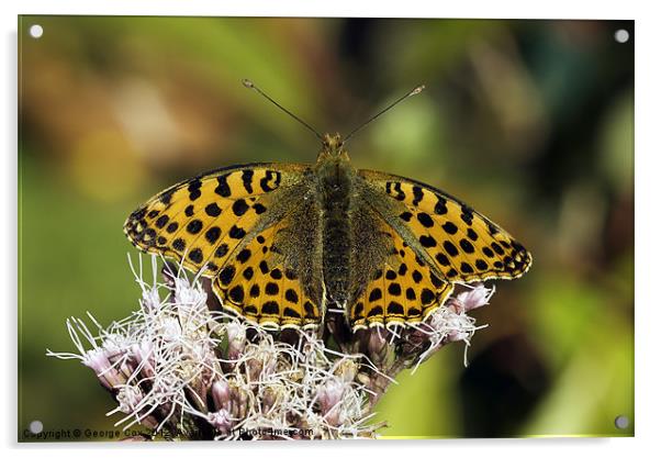 Queen of Spain Fritillary Acrylic by George Cox