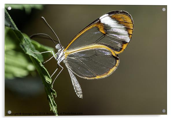 Greta oto (Clearwing) Acrylic by George Cox