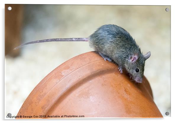 Mouse on a Pot Acrylic by George Cox