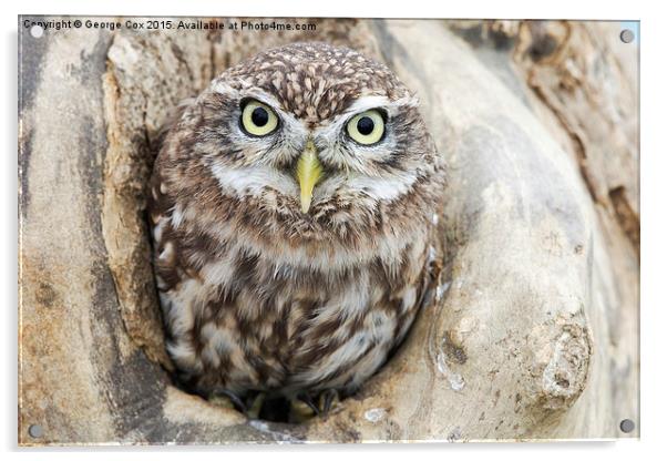 Little Owl Framed Acrylic by George Cox