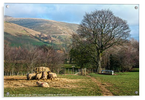 Feeding Sheep at Edale Acrylic by Philip Baines