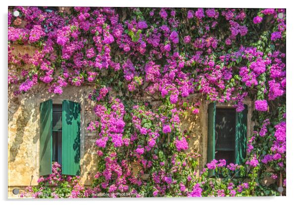 Bougainvillea of Sirmione Acrylic by Philip Baines
