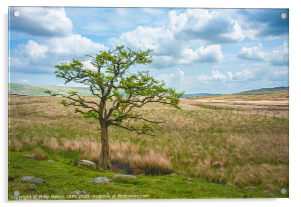 Moorland Tree on the path to Skeggles Water Acrylic by Philip Baines