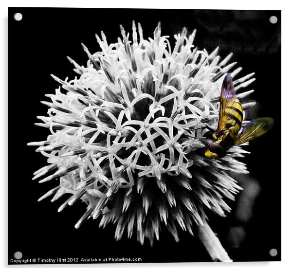 Hover Fly Acrylic by Timothy Hirst