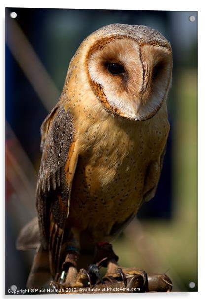 Dusk Dark Beasted Barn Owl Acrylic by Paul Holman Photography