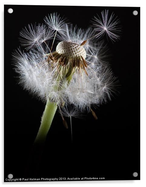 Dandelion seeds Acrylic by Paul Holman Photography