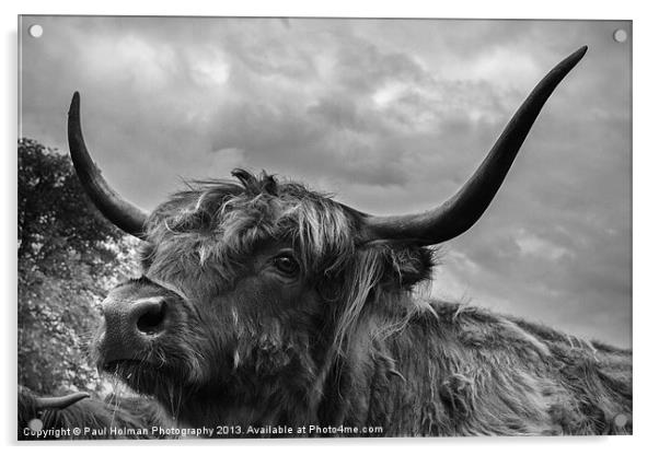 Highland Beastie 2 Acrylic by Paul Holman Photography