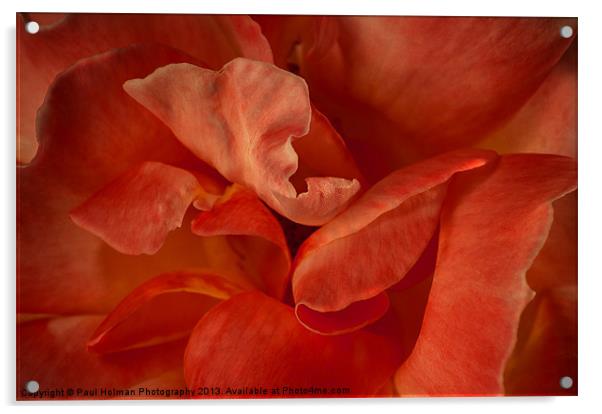 Rose Petals Acrylic by Paul Holman Photography