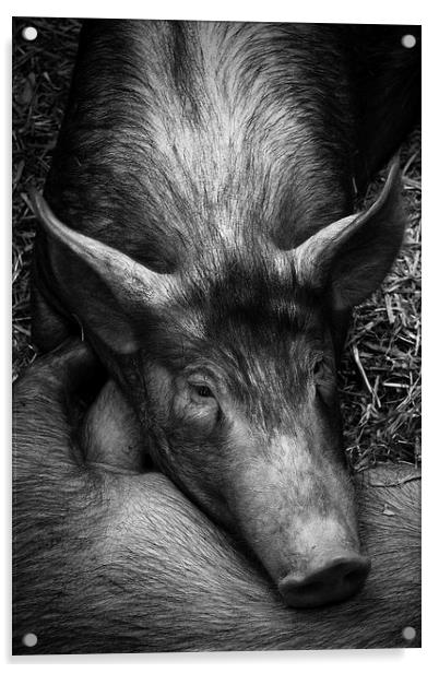 Sleepy Pig Acrylic by Paul Holman Photography