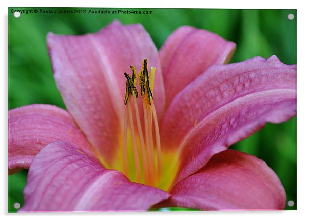 Lily the Pink Acrylic by Paula J James