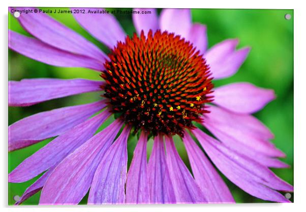 Purple Coneflower Acrylic by Paula J James