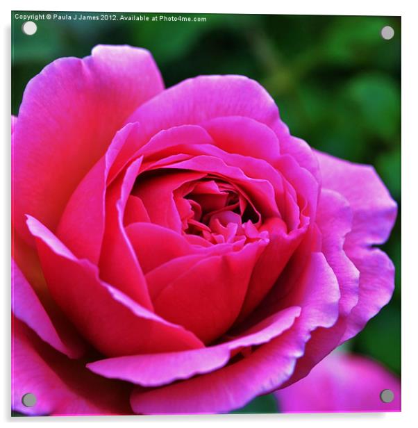 Pink Rose Acrylic by Paula J James