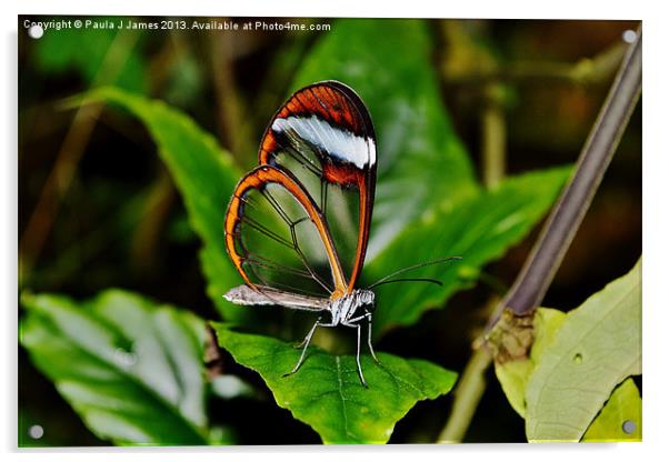 Glasswinged Butterfly Acrylic by Paula J James