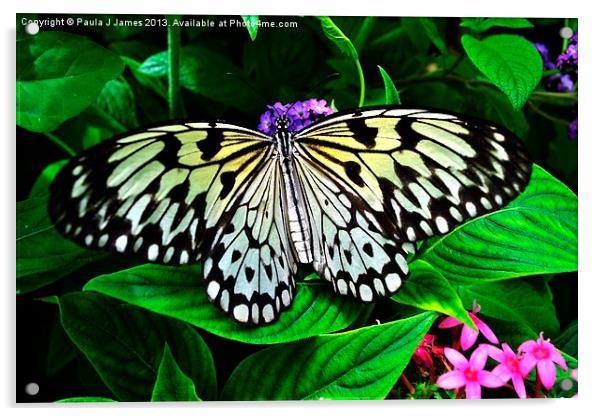 White Tree Nymph Butterfly Acrylic by Paula J James