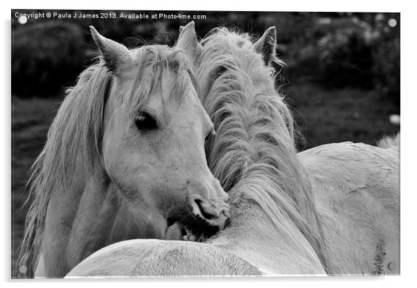 White Horses Acrylic by Paula J James