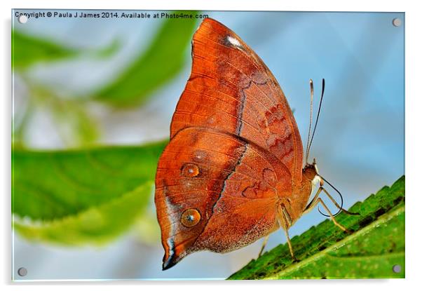 Banded King Shoemaker Butterfly Acrylic by Paula J James