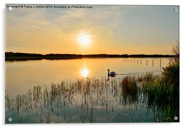 Swan at Sunset Acrylic by Paula J James