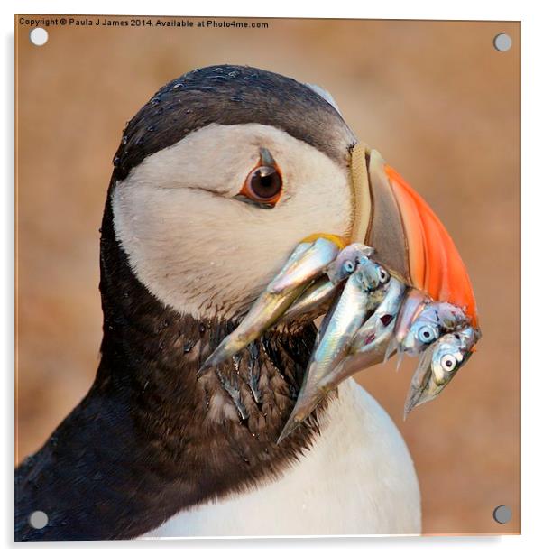  Atlantic Puffin Acrylic by Paula J James