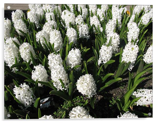 A display of White Hyacinths Acrylic by JEAN FITZHUGH