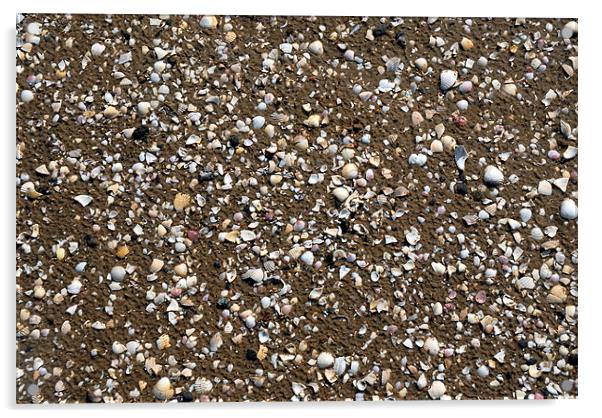 Beach full of Shells Acrylic by JEAN FITZHUGH