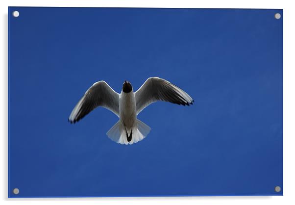 Seagull  and The Deep Blue Sky Acrylic by JEAN FITZHUGH