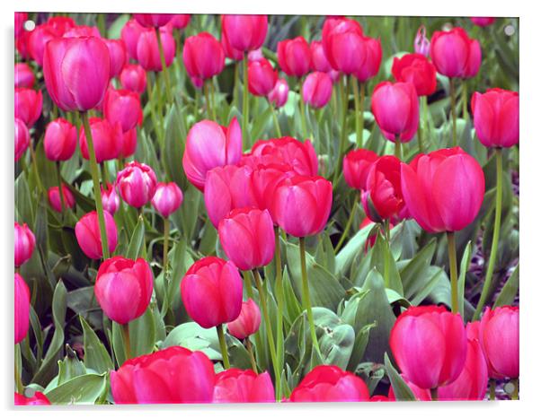 Lots and Lots of Pink Tulips Acrylic by JEAN FITZHUGH