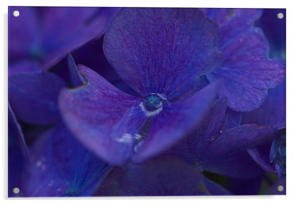 A Purple Blue Flower Bizzie Lizzie Acrylic by JEAN FITZHUGH