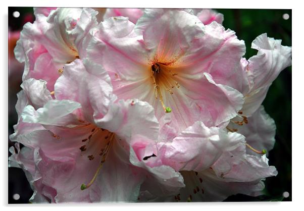 Pink Rhododendron Acrylic by JEAN FITZHUGH