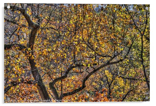 Sleepy Hollow Autumn  Acrylic by David Pyatt