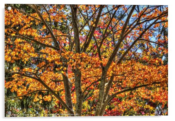 New York Autumn Colours Acrylic by David Pyatt