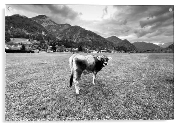 Tyrolean Grey Cow Salzburg  Acrylic by David Pyatt