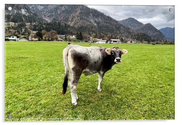Tyrolean Grey Cow Austria     Acrylic by David Pyatt