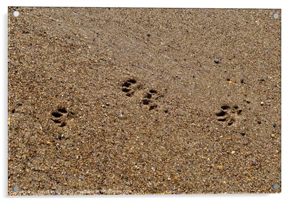 Dog Paws On The Beach Acrylic by David Pyatt