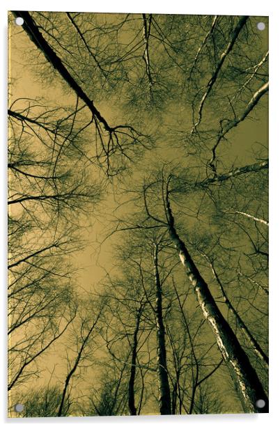 Epping  Forest trees Acrylic by David Pyatt