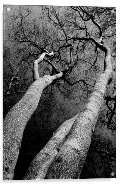 Wild Wood Trees Acrylic by David Pyatt