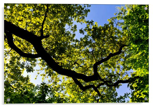 Into the tree canopy Acrylic by David Pyatt