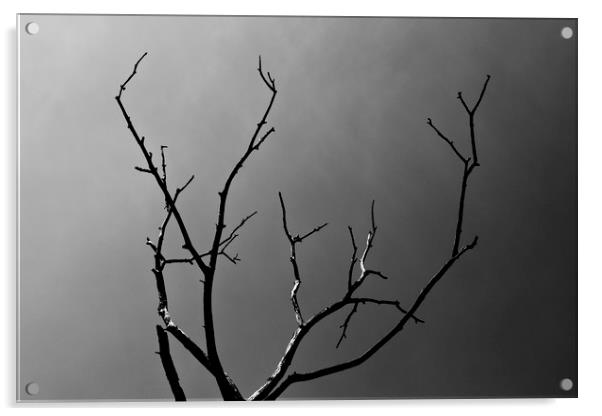 The lightning Tree Acrylic by David Pyatt