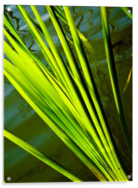 The Reeds Acrylic by David Pyatt