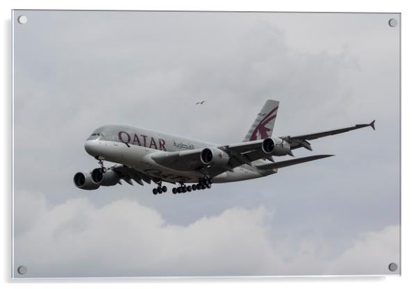 Qatar Airlines Airbus And Seagull Escort Acrylic by David Pyatt
